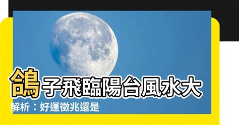 鴿子飛到陽台風水 大門內門